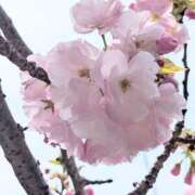 ヒメ日記 2026/04/14 11:40 投稿 星乃花音 五十路マダムエクスプレス横浜店（カサブランカグループ）