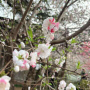 ヒメ日記 2026/03/26 08:36 投稿 せら New Sky