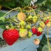 ヒメ日記 2026/04/04 08:00 投稿 森田あい ゴールドクイーン(雄琴)