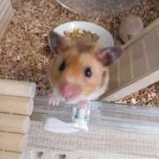 こむぎ ありがとう プレイガール(亀有)