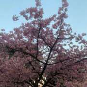 めい 春だね🌸 西川口ぷよステーション