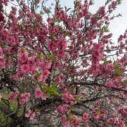 まりこ 予定の調整できたよー 奥鉄オクテツ神奈川店（デリヘル市場グループ）