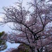 もな お知らせと感謝(ㅅ´꒳` ) ハニープラザ（ユメオト）