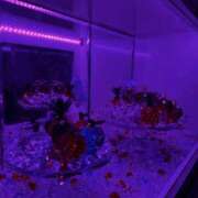 ヒメ日記 2026/05/28 23:57 投稿 もな ハニープラザ（ユメオト）