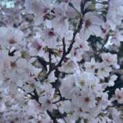 ヒメ日記 2026/04/08 11:17 投稿 むぎ 桃色クリスタル