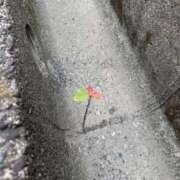 ヒメ日記 2026/04/06 22:39 投稿 ハンナ ドMなバニーちゃん水戸店