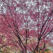 ヒメ日記 2026/03/13 08:58 投稿 篠崎レナ 五十路マダムエクスプレス横浜店（カサブランカグループ）