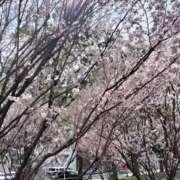 ヒメ日記 2026/03/17 13:18 投稿 篠崎レナ 五十路マダムエクスプレス横浜店（カサブランカグループ）
