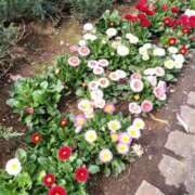 ヒメ日記 2026/03/19 10:38 投稿 篠崎レナ 五十路マダムエクスプレス横浜店（カサブランカグループ）