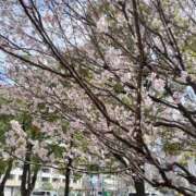 ヒメ日記 2026/03/21 09:46 投稿 篠崎レナ 五十路マダムエクスプレス横浜店（カサブランカグループ）