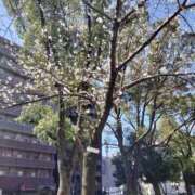 ヒメ日記 2026/03/24 11:48 投稿 篠崎レナ 五十路マダムエクスプレス横浜店（カサブランカグループ）