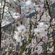 ヒメ日記 2026/03/29 09:52 投稿 篠崎レナ 五十路マダムエクスプレス横浜店（カサブランカグループ）