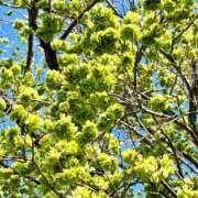 ヒメ日記 2026/04/03 20:40 投稿 篠崎レナ 五十路マダムエクスプレス横浜店（カサブランカグループ）