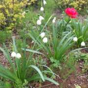 ヒメ日記 2026/04/06 21:14 投稿 篠崎レナ 五十路マダムエクスプレス横浜店（カサブランカグループ）