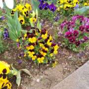 ヒメ日記 2026/04/07 09:00 投稿 篠崎レナ 五十路マダムエクスプレス横浜店（カサブランカグループ）