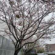 ヒメ日記 2026/04/07 15:24 投稿 篠崎レナ 五十路マダムエクスプレス横浜店（カサブランカグループ）