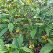 ヒメ日記 2026/04/08 06:38 投稿 篠崎レナ 五十路マダムエクスプレス横浜店（カサブランカグループ）