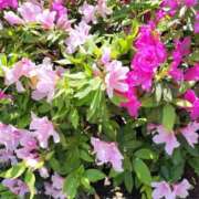 ヒメ日記 2026/04/14 12:34 投稿 篠崎レナ 五十路マダムエクスプレス横浜店（カサブランカグループ）