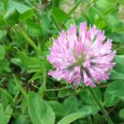 ヒメ日記 2026/04/15 22:20 投稿 篠崎レナ 五十路マダムエクスプレス横浜店（カサブランカグループ）