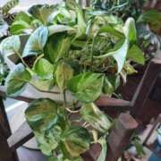 ヒメ日記 2026/04/16 20:28 投稿 篠崎レナ 五十路マダムエクスプレス横浜店（カサブランカグループ）