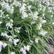 ヒメ日記 2026/04/18 18:28 投稿 篠崎レナ 五十路マダムエクスプレス横浜店（カサブランカグループ）