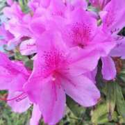 ヒメ日記 2026/04/19 05:38 投稿 篠崎レナ 五十路マダムエクスプレス横浜店（カサブランカグループ）