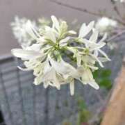 ヒメ日記 2026/04/20 05:58 投稿 篠崎レナ 五十路マダムエクスプレス横浜店（カサブランカグループ）