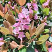 ヒメ日記 2026/04/20 13:08 投稿 篠崎レナ 五十路マダムエクスプレス横浜店（カサブランカグループ）