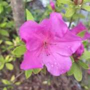 ヒメ日記 2026/04/21 08:20 投稿 篠崎レナ 五十路マダムエクスプレス横浜店（カサブランカグループ）