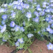 ヒメ日記 2026/04/22 08:24 投稿 篠崎レナ 五十路マダムエクスプレス横浜店（カサブランカグループ）