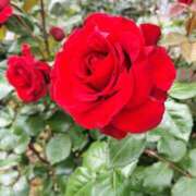 ヒメ日記 2026/04/23 08:56 投稿 篠崎レナ 五十路マダムエクスプレス横浜店（カサブランカグループ）