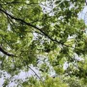 ヒメ日記 2026/04/24 06:20 投稿 篠崎レナ 五十路マダムエクスプレス横浜店（カサブランカグループ）