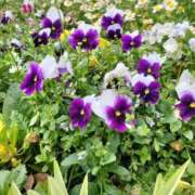 ヒメ日記 2026/04/24 12:14 投稿 篠崎レナ 五十路マダムエクスプレス横浜店（カサブランカグループ）