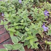 ヒメ日記 2026/04/25 05:03 投稿 篠崎レナ 五十路マダムエクスプレス横浜店（カサブランカグループ）