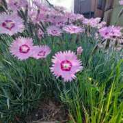 ヒメ日記 2026/04/25 06:20 投稿 篠崎レナ 五十路マダムエクスプレス横浜店（カサブランカグループ）