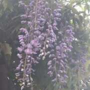 ヒメ日記 2026/04/25 15:38 投稿 篠崎レナ 五十路マダムエクスプレス横浜店（カサブランカグループ）