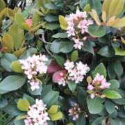 ヒメ日記 2026/04/25 20:44 投稿 篠崎レナ 五十路マダムエクスプレス横浜店（カサブランカグループ）