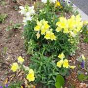 ヒメ日記 2026/05/11 19:24 投稿 篠崎レナ 五十路マダムエクスプレス横浜店（カサブランカグループ）