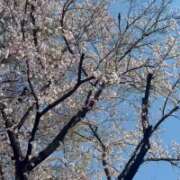 ヒメ日記 2026/04/03 11:41 投稿 りいさ【キュン堕ち快感直行便】 どMばすたーず 群馬 高崎店