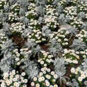 さやか はじめまして One More 奥様　錦糸町店