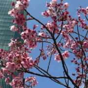 ヒメ日記 2026/03/30 15:43 投稿 さやか One More 奥様　錦糸町店