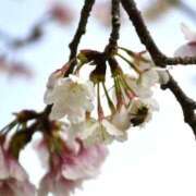 ひとえ 4月もよろしくお願いします🌸 鹿児島ちゃんこ霧島店