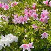 ヒメ日記 2026/04/17 13:45 投稿 しずく ファッションヘルス カリスマ