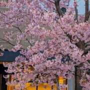 ヒメ日記 2026/03/09 07:16 投稿 のあ 妻天 尼崎店