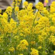 ヒメ日記 2026/03/21 21:09 投稿 あやね ぽっちゃりデリヘル倶楽部