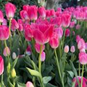 ヒメ日記 2026/03/24 19:09 投稿 あやね ぽっちゃりデリヘル倶楽部