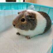 ヒメ日記 2026/04/01 20:27 投稿 ひそか 女の子がセルフで撮影する店！！成田デリヘル『生パネル』伝説