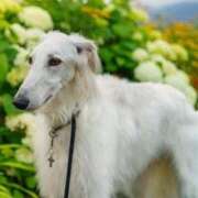 茂籠【もろう】 はじめまして(¨̮)‪︎❤︎ ★無料オプション多数★成田若妻即即サークル【日本人専門店】