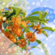 ヒメ日記 2026/03/04 02:45 投稿 蓮見 こはる こあくまな熟女たち 本厚木店(KOAKUMAグループ)