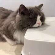 ヒメ日記 2026/03/05 22:32 投稿 はな 大阪はまちゃん 谷九店